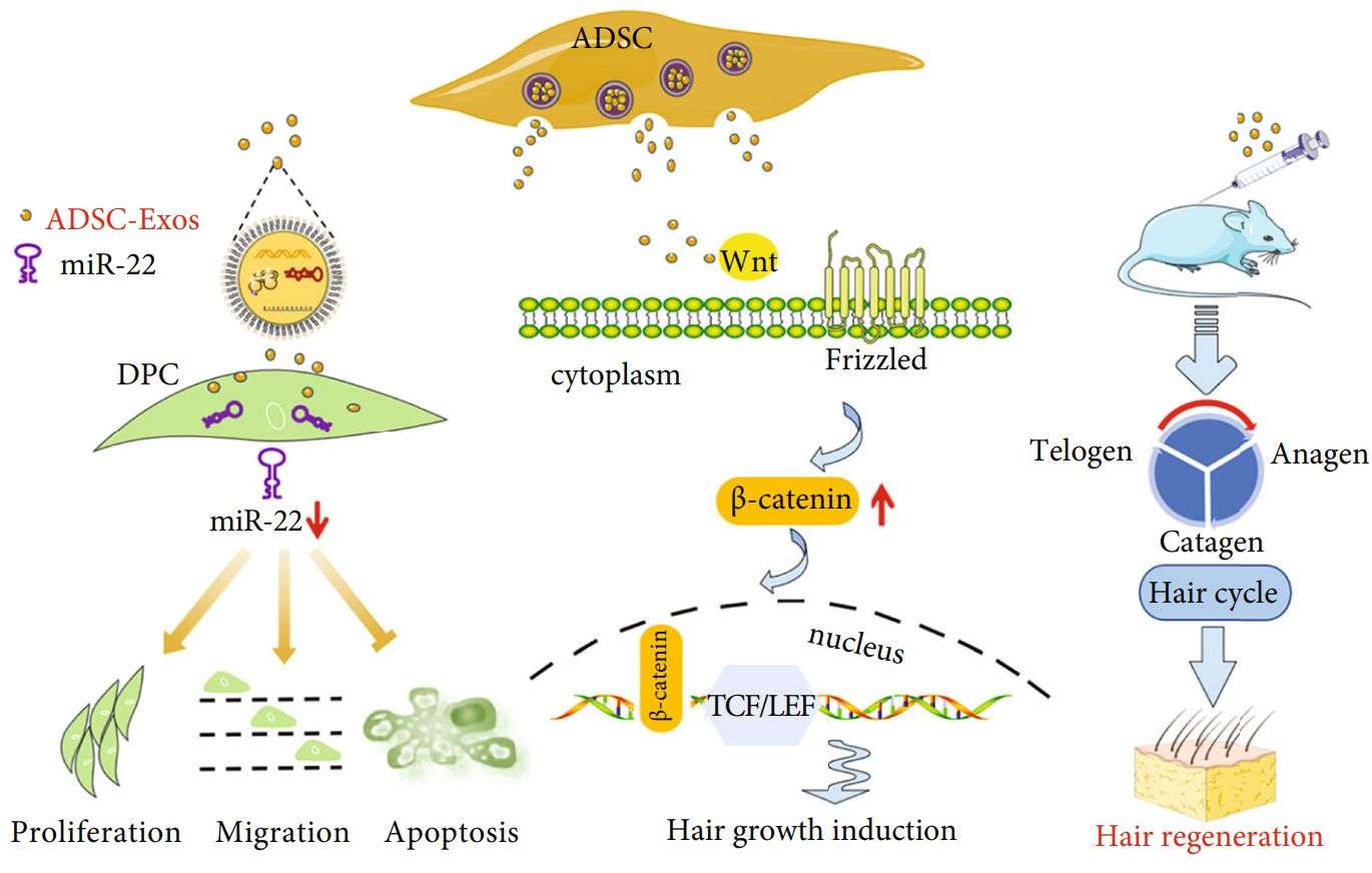 Figure 5. ADSC-Exos in the prevention of hair loss.