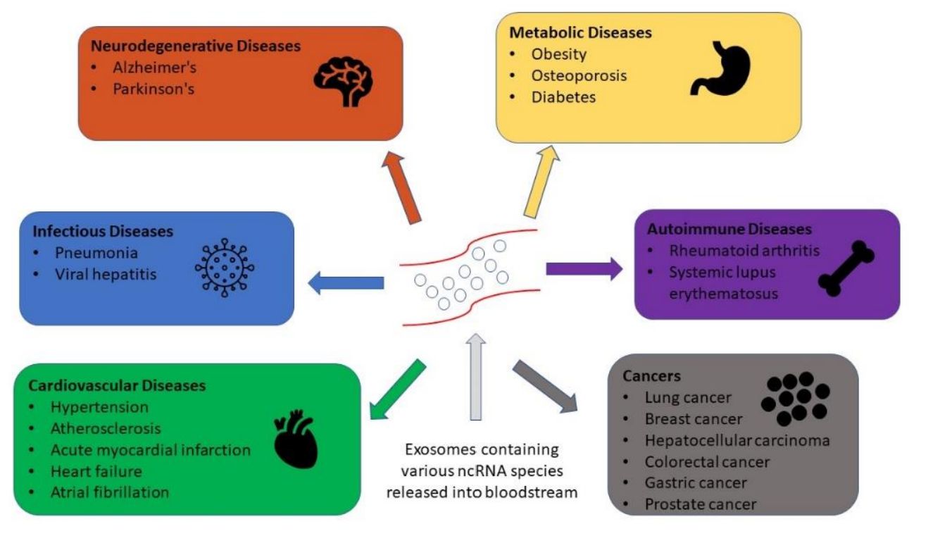 Figure 1. Exosomal ncRNAs and human disease.