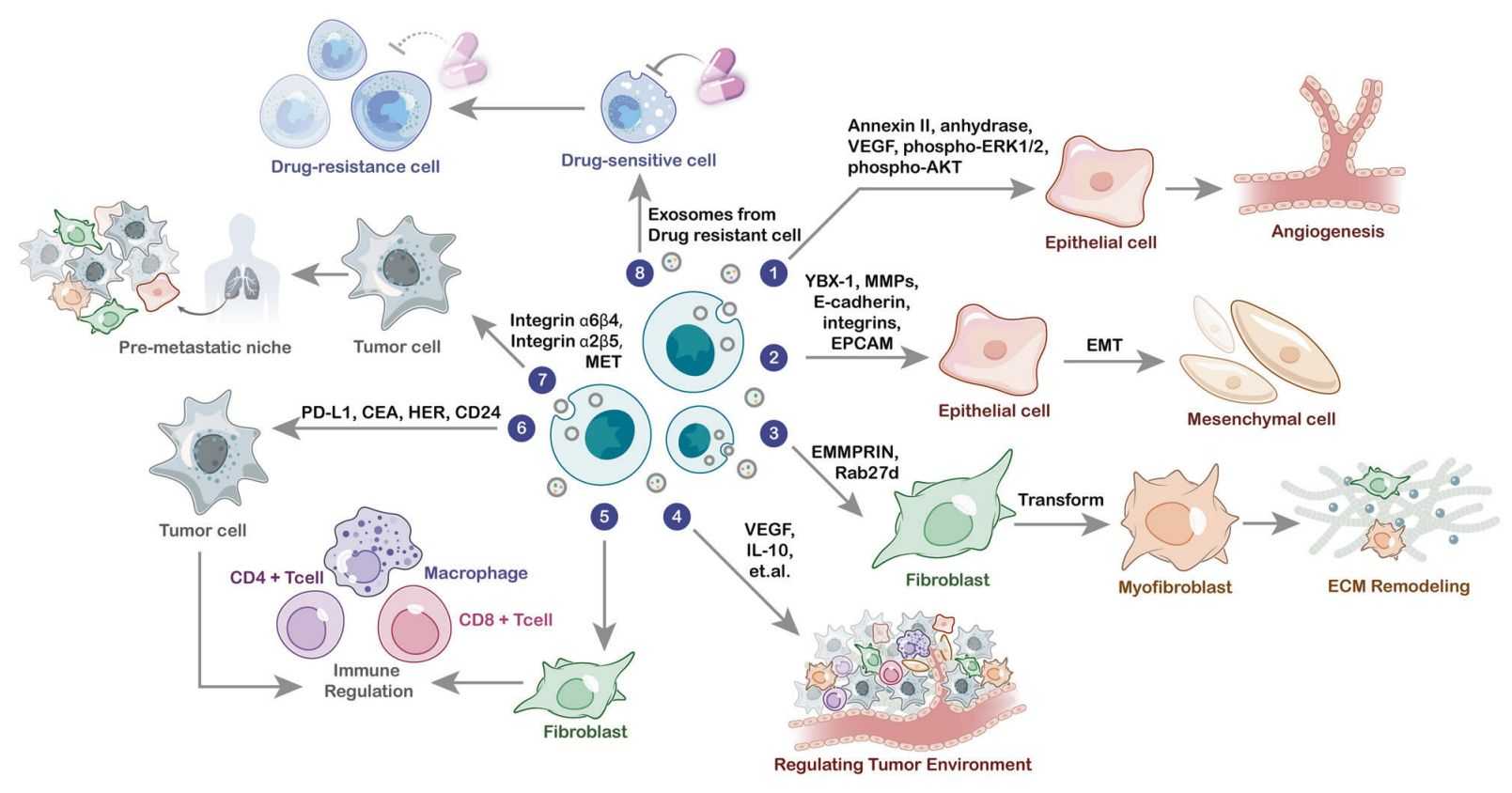 Figure 1. Exosomal proteins involved in cancer progression.