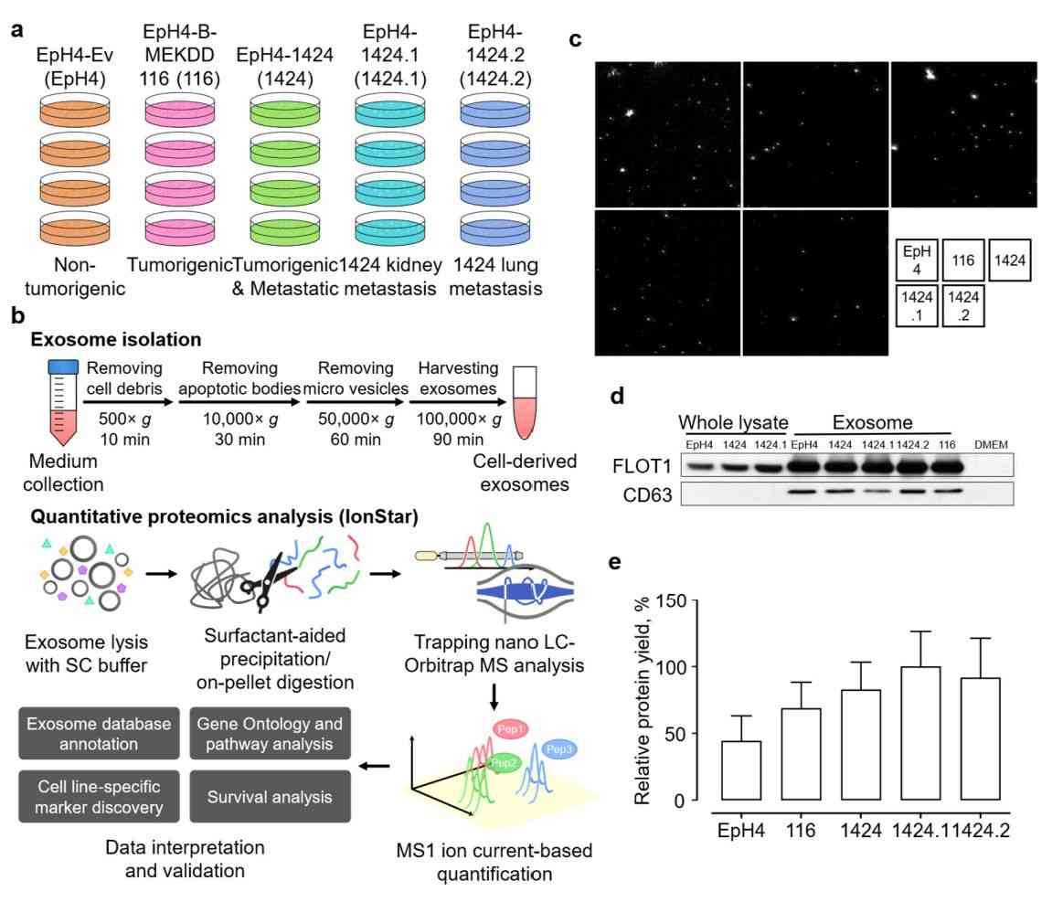 Figure 3. Quantitative proteomics of exosomes from breast epithelial cell lines.