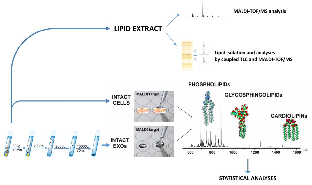 Figure 3. Lipidomic assay of melanoma cell exosomes.