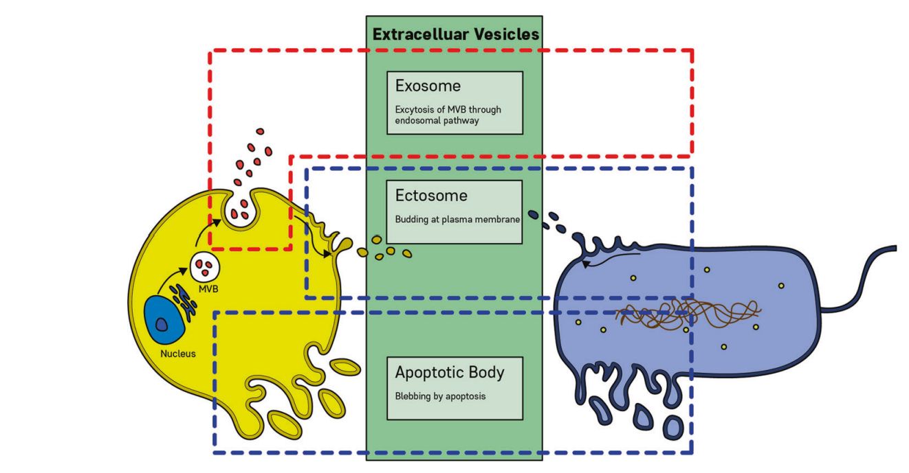 Figure 1. EVs from microorganisms.