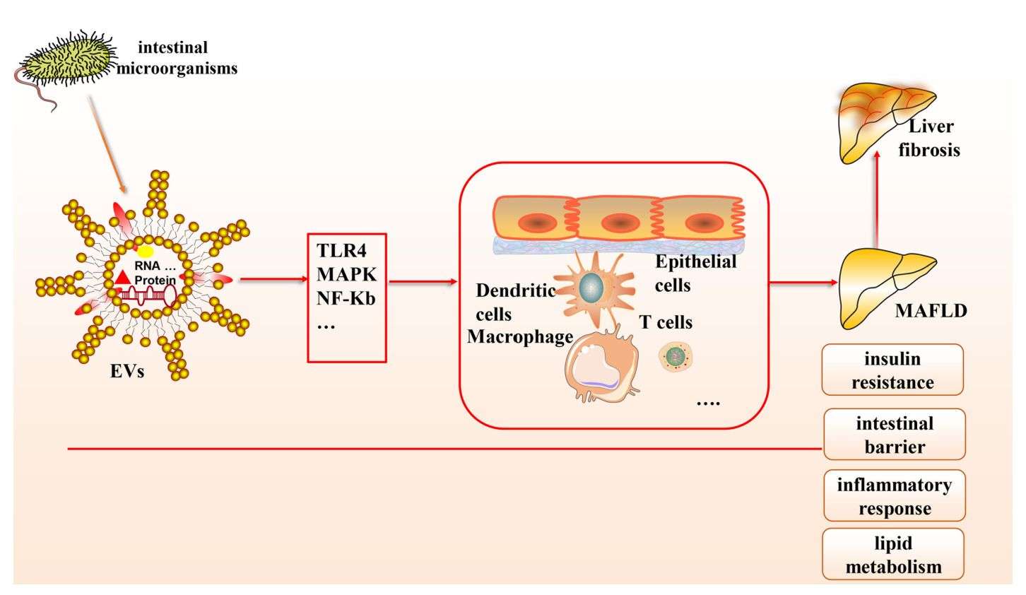 Figure 2. Gut microbe-derived exosomes play a role in MAFLD.