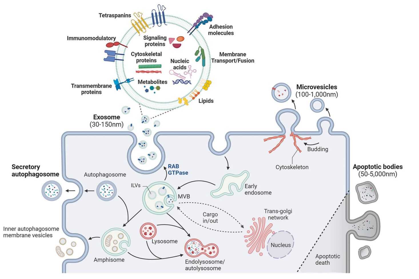 Figure 1. Biogenesis and composition of exosomes.