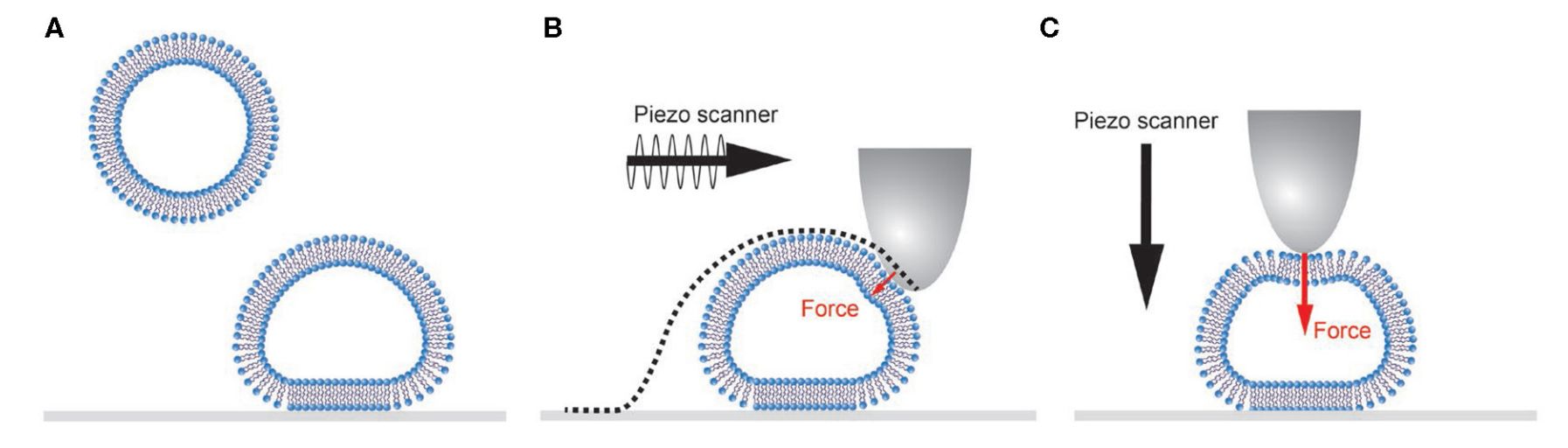 Figure 2. Characterization of individual vesicles by atomic force microscopy.