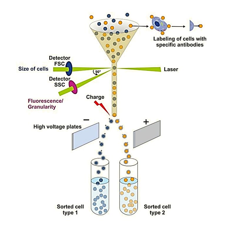 Figure 1. Schematic diagram of the principle of flow cytometry.