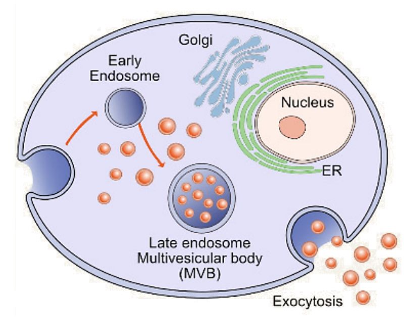 Figure 1. Biogenesis of exosomes.