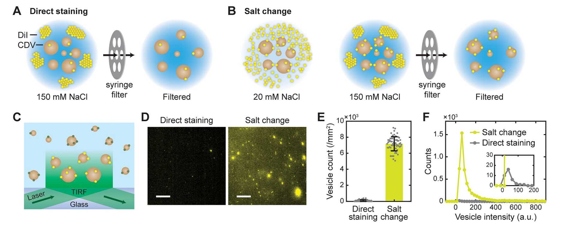 Figure 3. Schematics of the direct staining and salt-change method for labeling cell-derived vesicles (CDVs) with DiI.