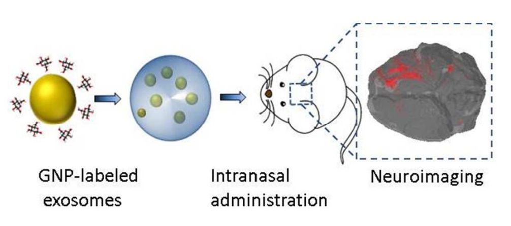 Figure 1. Labeling exosomes using gold nanoparticles.