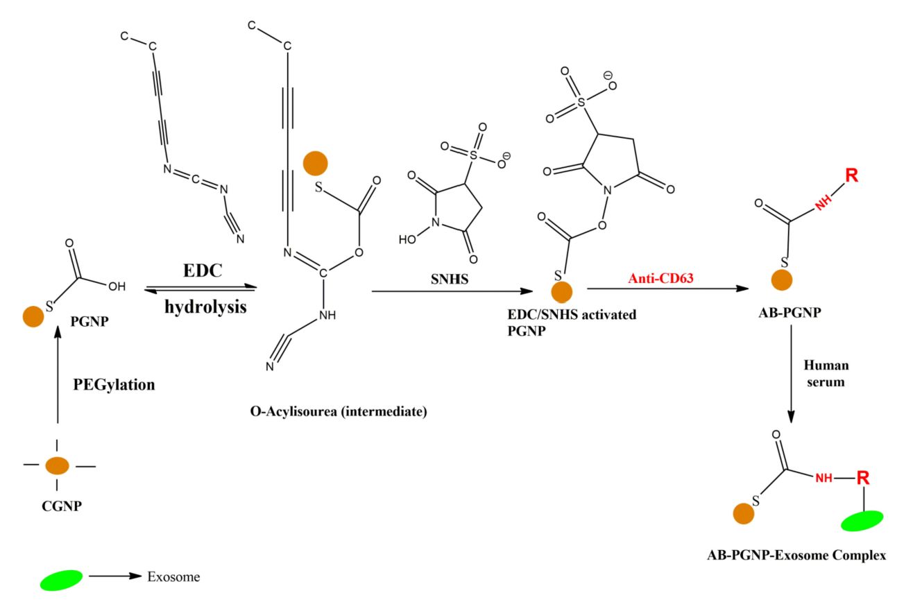 Figure 3. Workflow for conjugation of gold nanoparticles to exosomes.