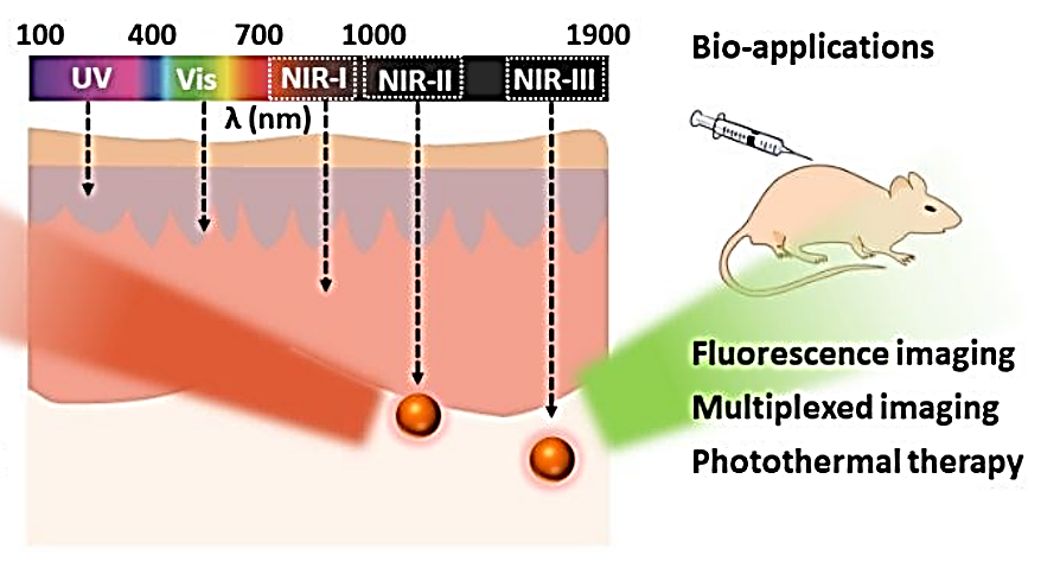 Figure 1. Schematic diagram of NIR fluorescent probes and their applications.