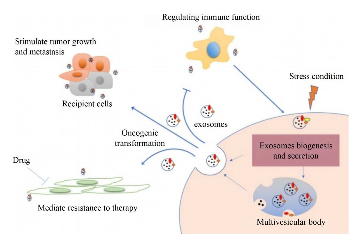 Figure 1. Cancer-derived exosome-mediated signaling of cellular processes.