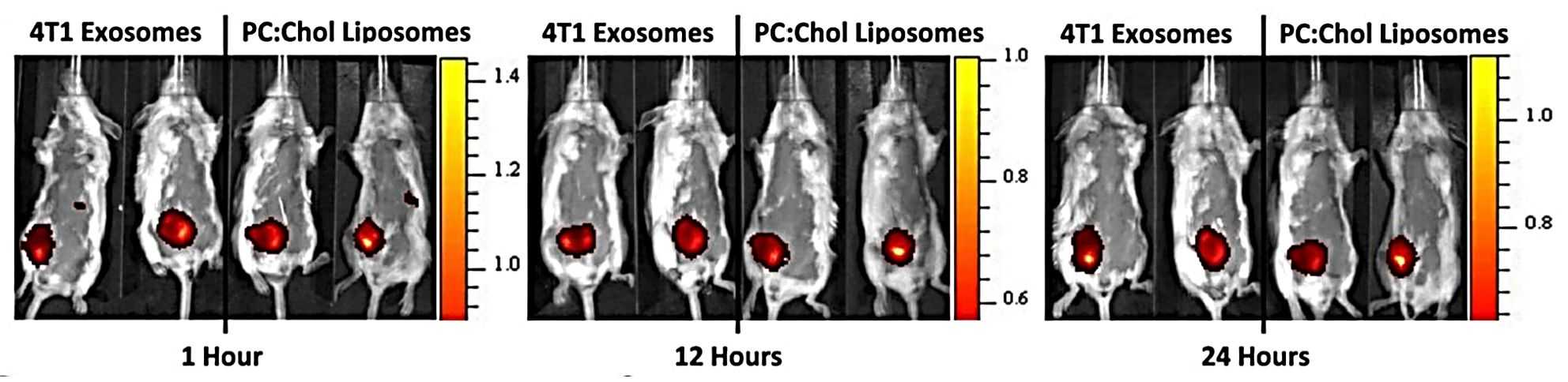 Figure 2. Schematic of DIR-labeled exosomes and liposomes injected intratumorally.