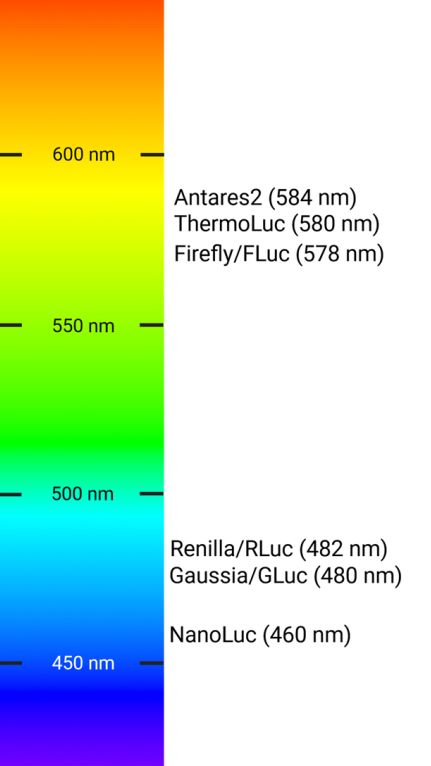 Figure 2. Commonly used bioluminescent labels and their maximum emission wavelengths.