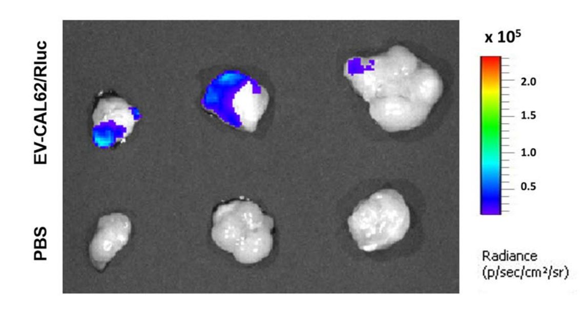 Figure 4. EV-CAL62/Rluc Representative ex vivo bioluminescence imaging of excised tumors.
