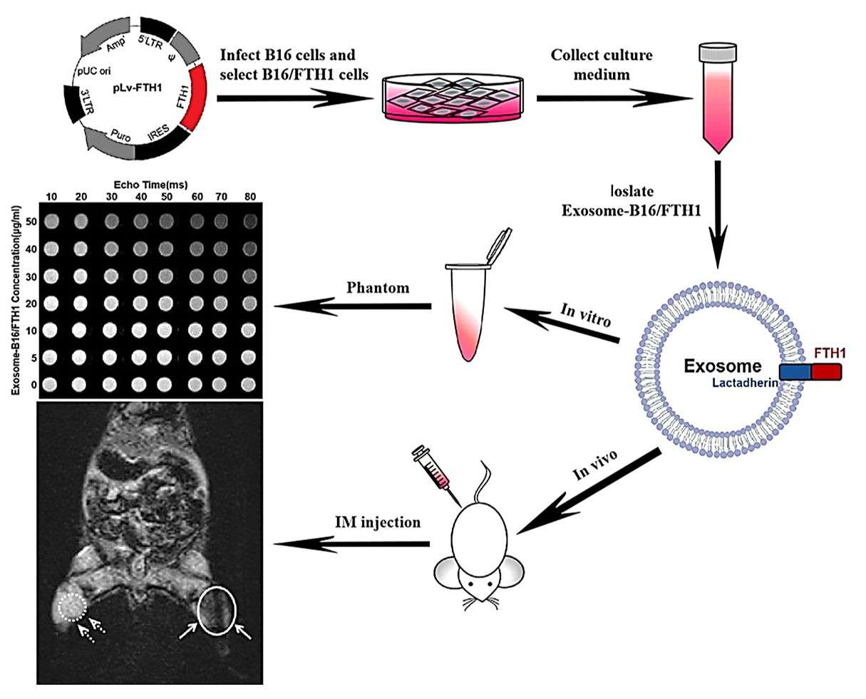 Figure 1. Visualization of cancer cell-derived exosomes by MRI.