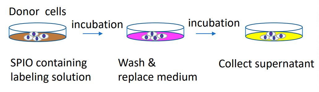 Figure 2. Schematic of SPION labeling of exosomes.