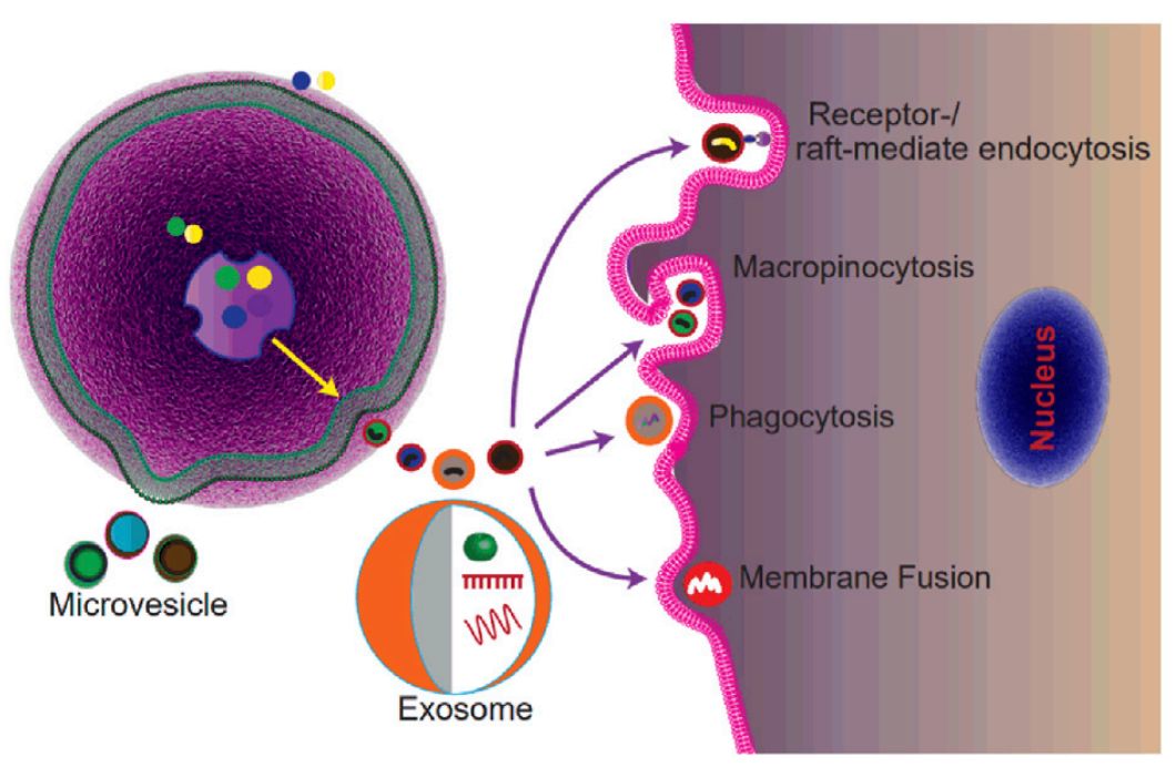 Figure 1. Biogenesis and uptake of exosomes.