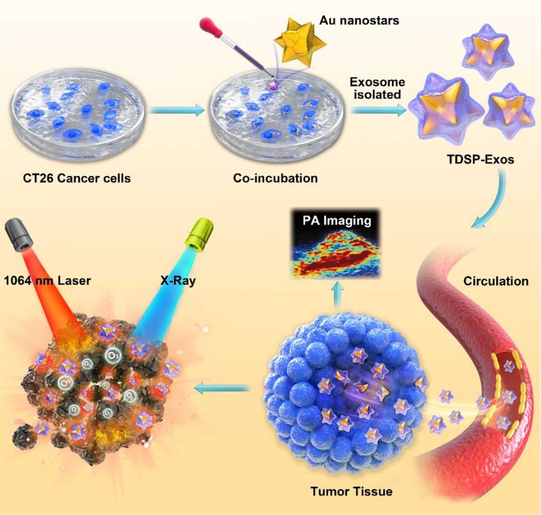 Figure 3. Stellate plasmonic exosomes for tumor thermo-radiotherapy and PAI.