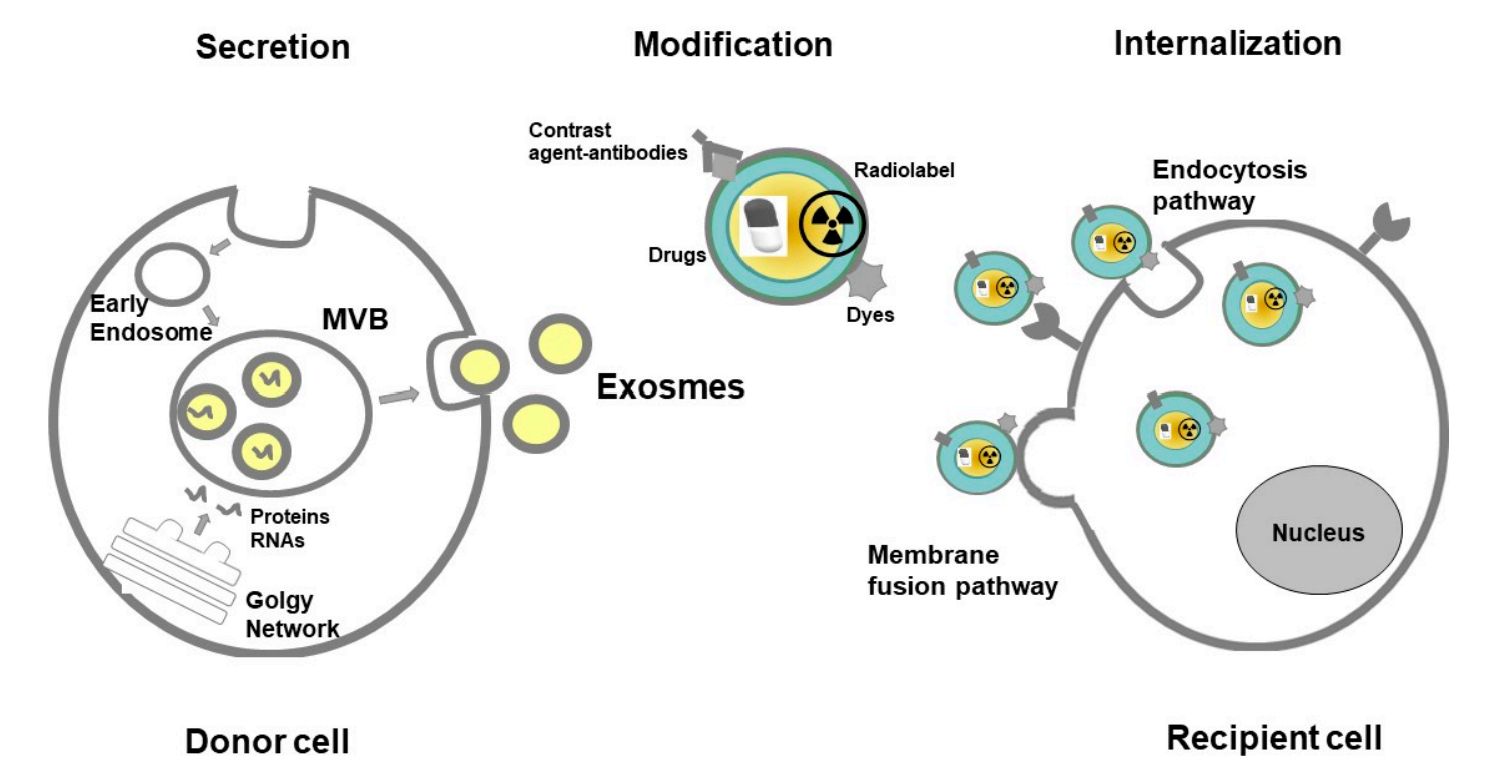 Figure 1. Exosomes for diagnostic and therapeutic purposes.