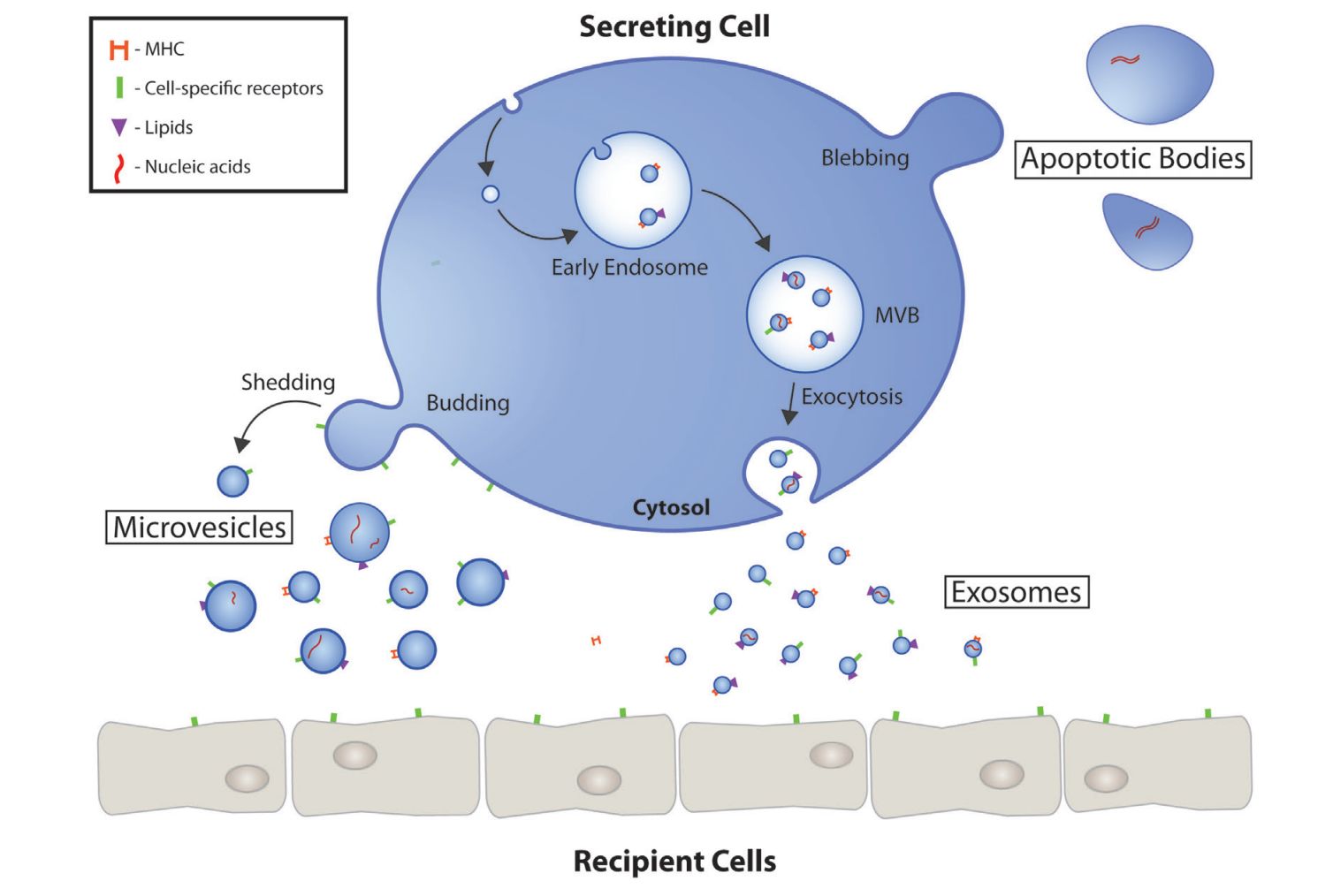 Figure 1. Biogenesis and secretion of exosomes.