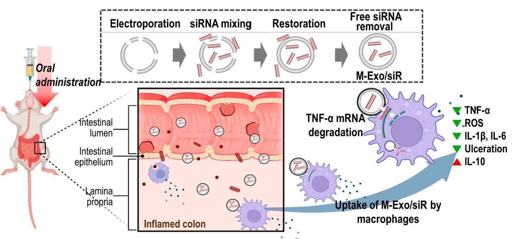 Figure 2. Delivery of TNF-α siRNA by M-Exos.