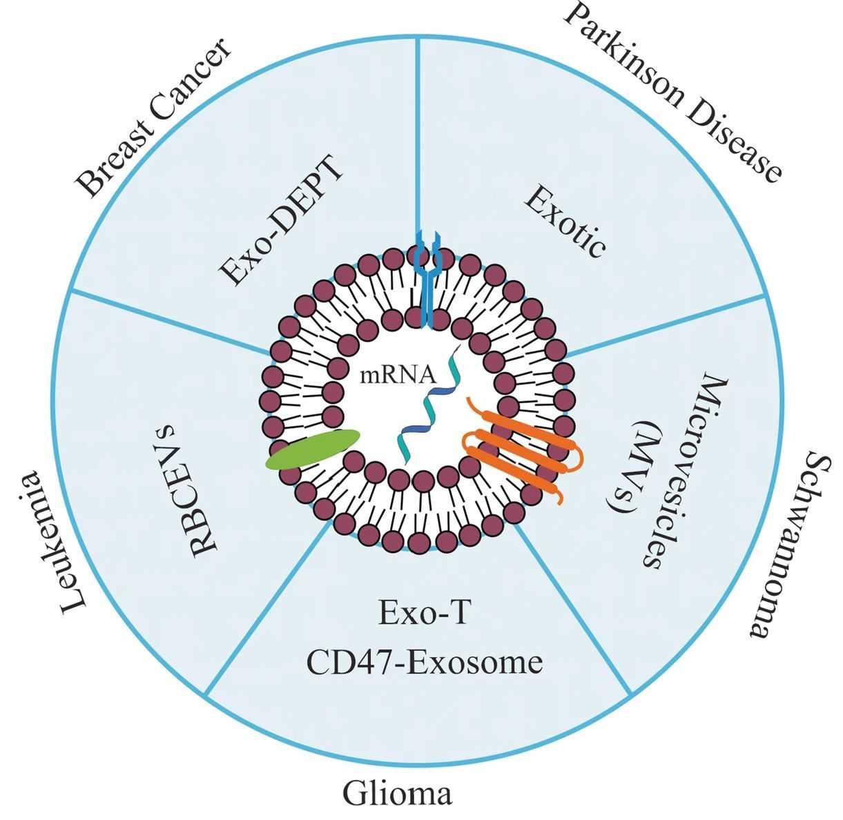 Figure 1. Delivery of mRNA by exosomes in medicine.