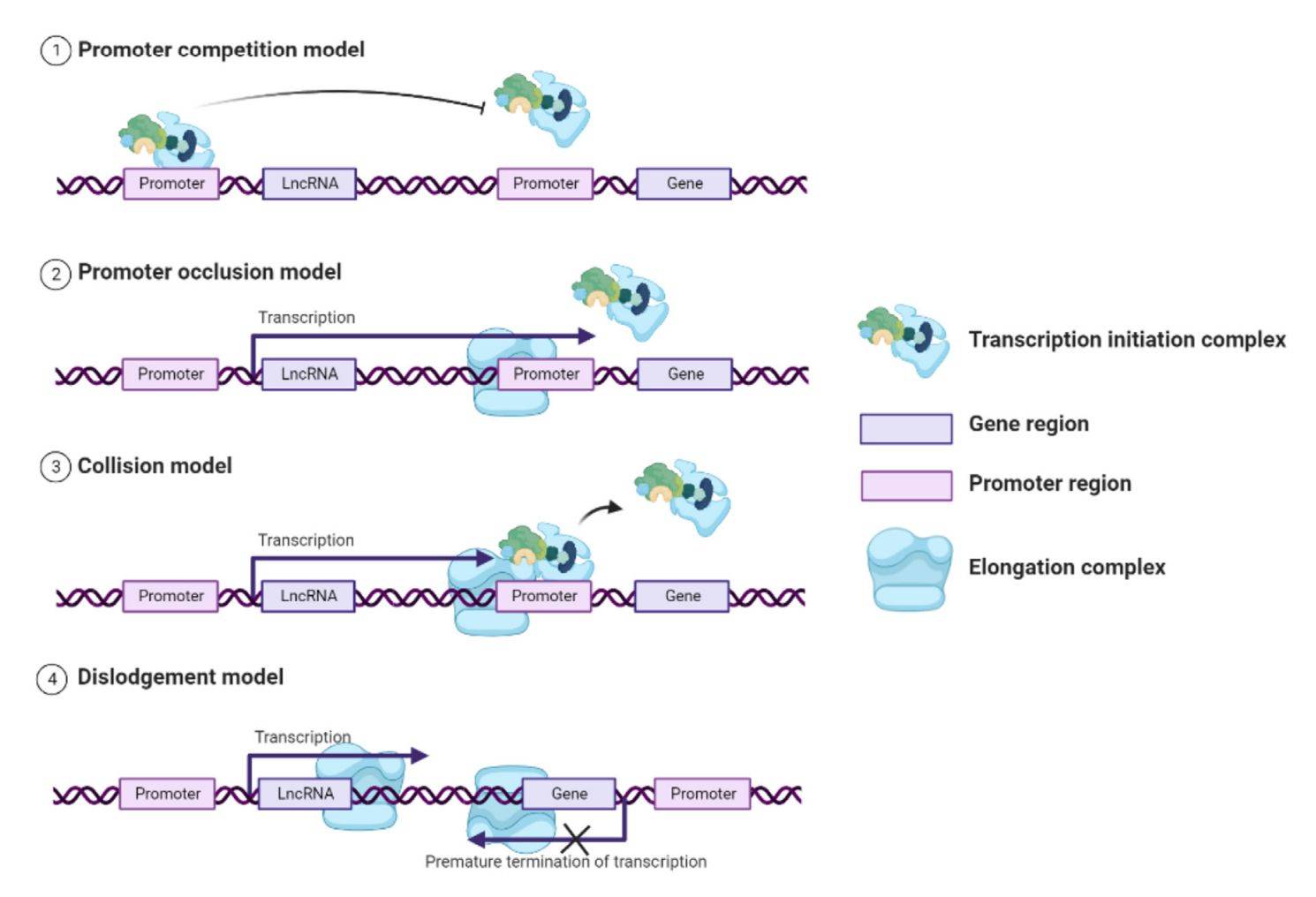 Figure 1. LncRNA inhibits gene transcription to achieve interference.