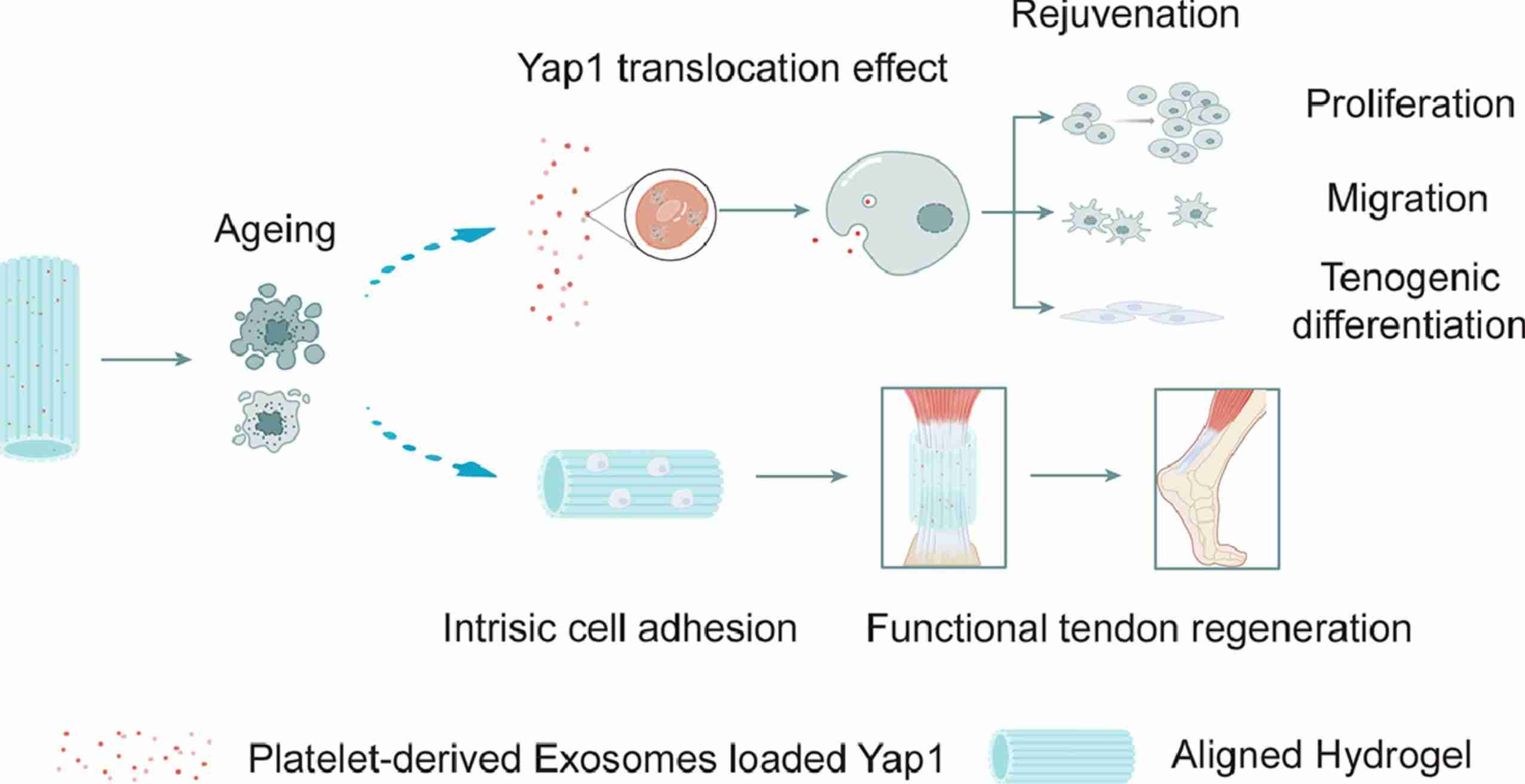 Figure 2. Exosome-loaded Yap1 to rejuvenate tendon stem/progenitor cells.