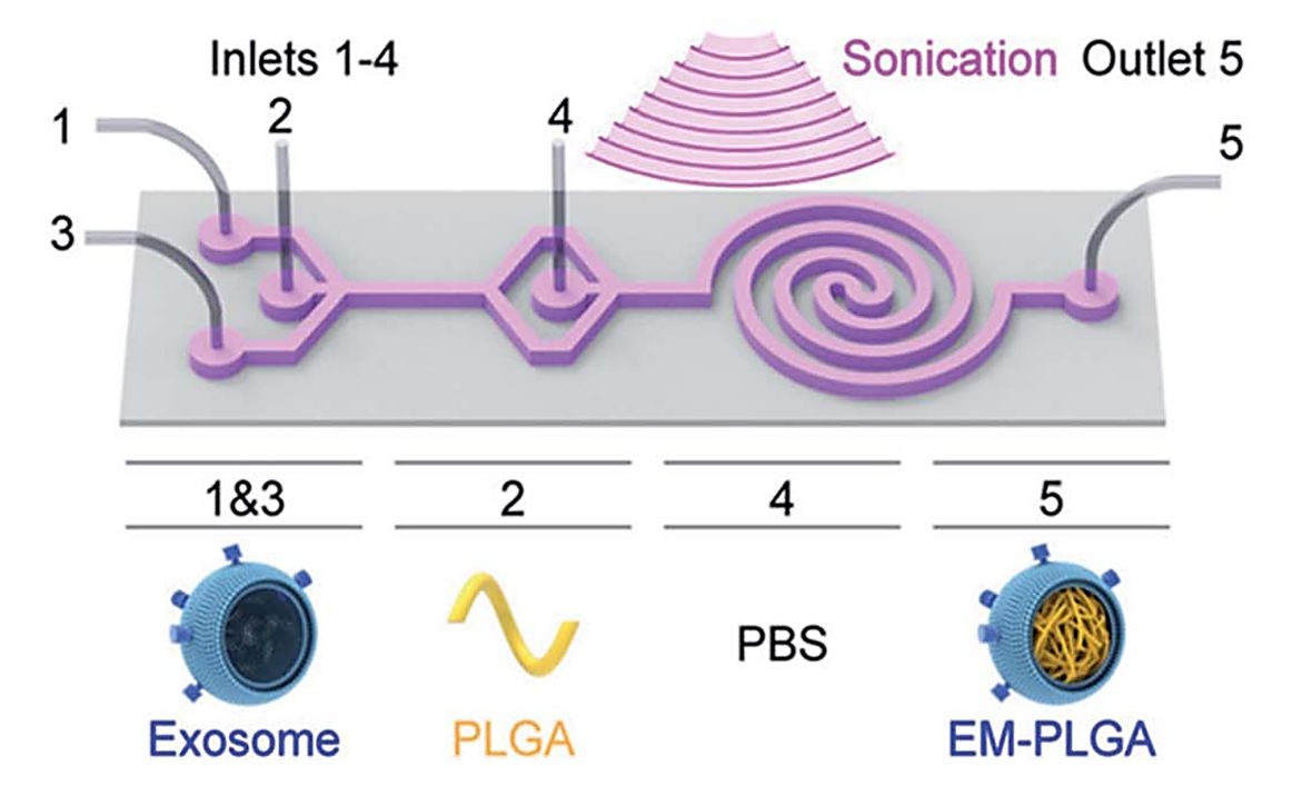 Figure 2. Sonication-assisted exosome encapsulation PLGA.