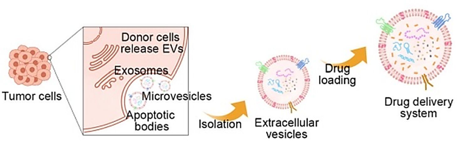 Figure 1. Exosomes as drug carriers in cancer therapy.