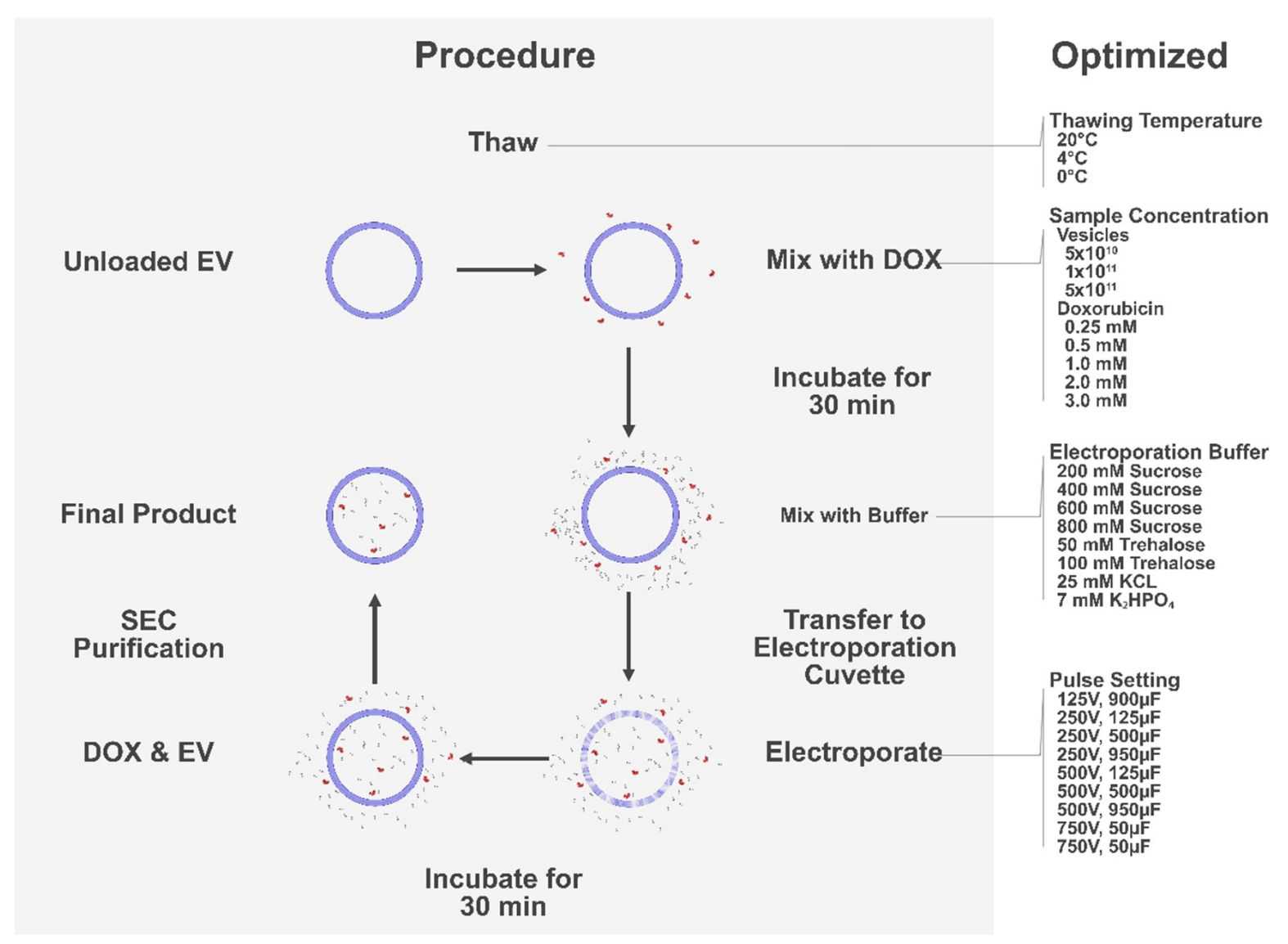 Figure 3. Optimization of electroporation.