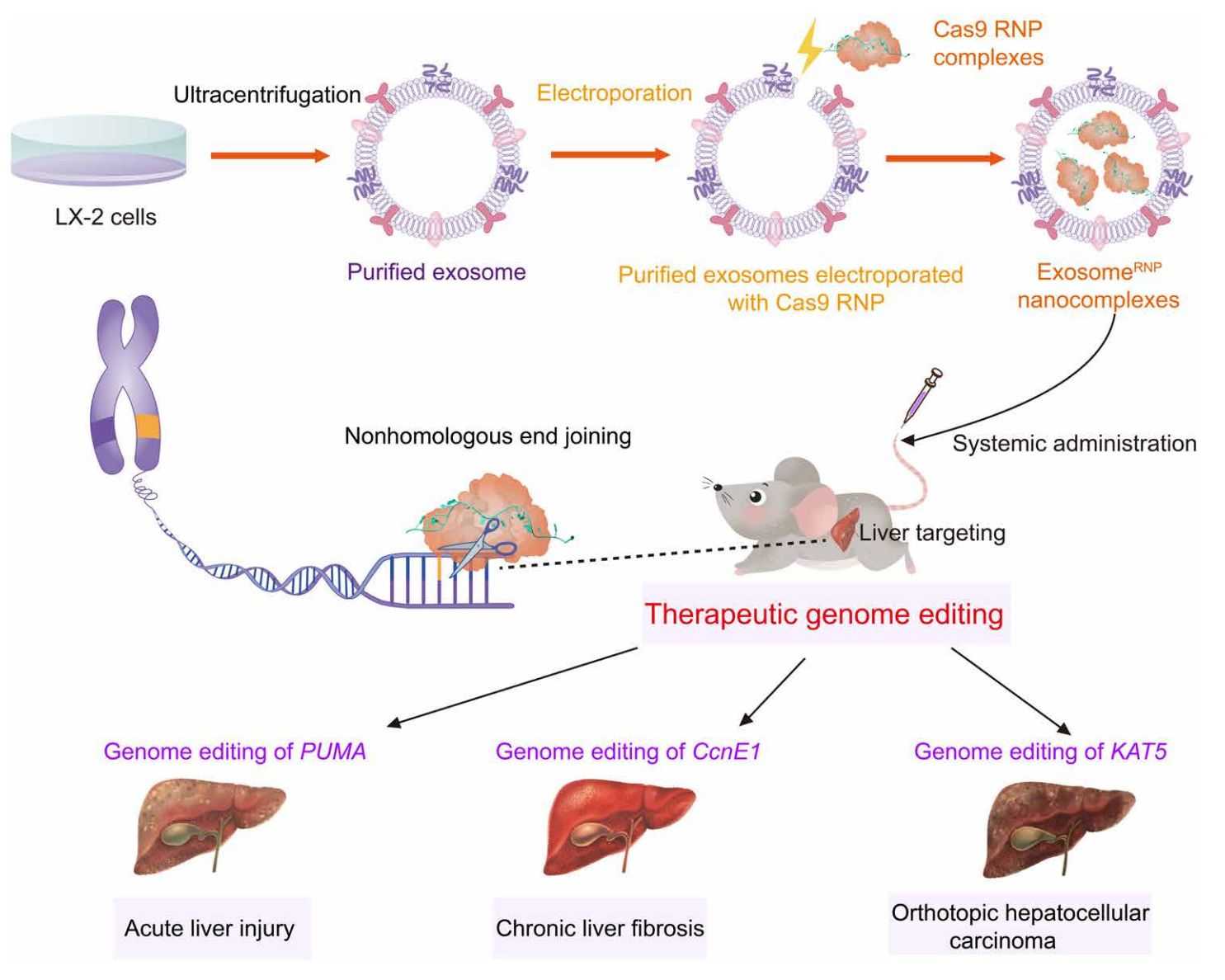 Figure 4. Exosome delivery of Cas9 RNP for the treatment of liver disease.