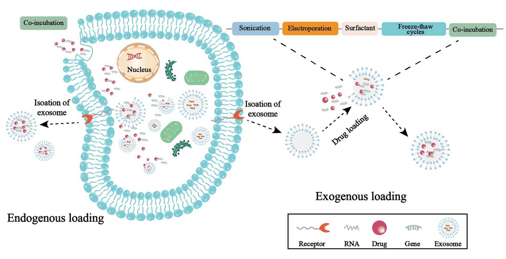 Figure 1. Drug loading of engineered exosomes.