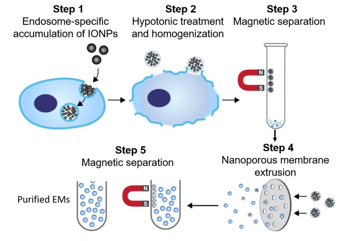 Figure 3. Preparation of exosomes for drug delivery by magnetic extrusion.
