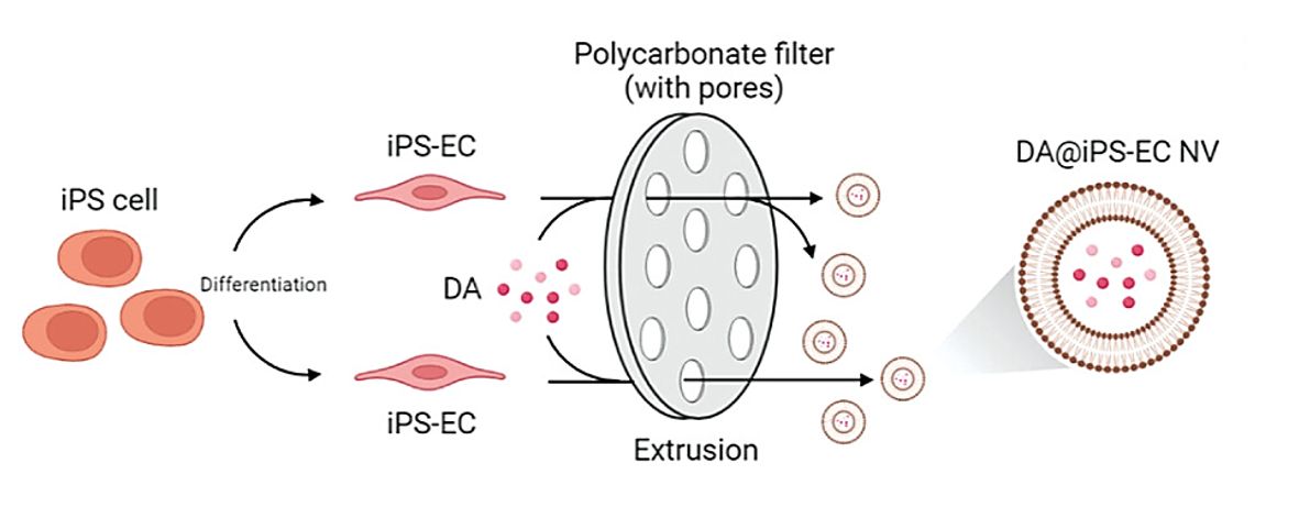Figure 4. Schematic of extrusion method for obtaining drug-loading exosomes.