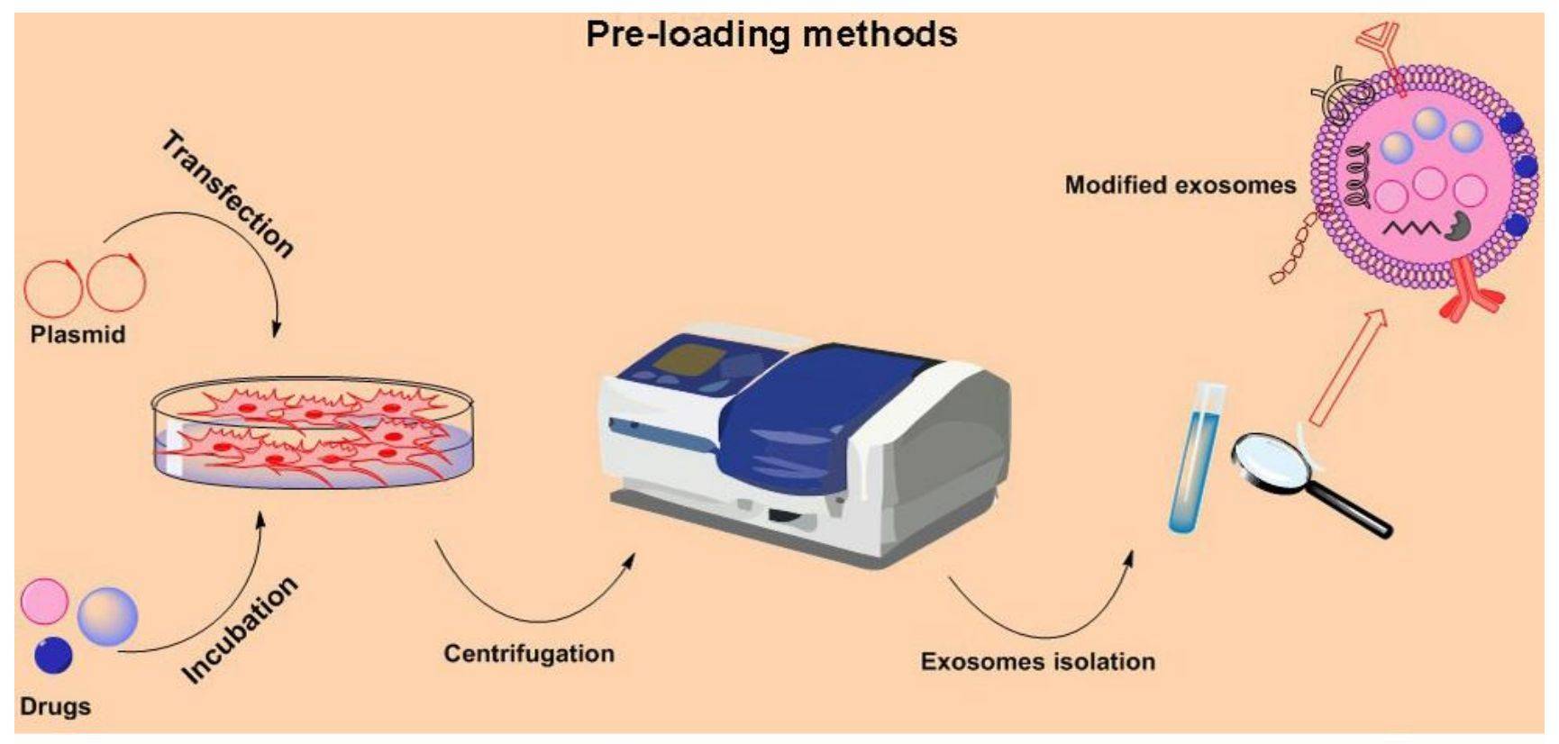Figure 2. Exosome drug loading by preloading.