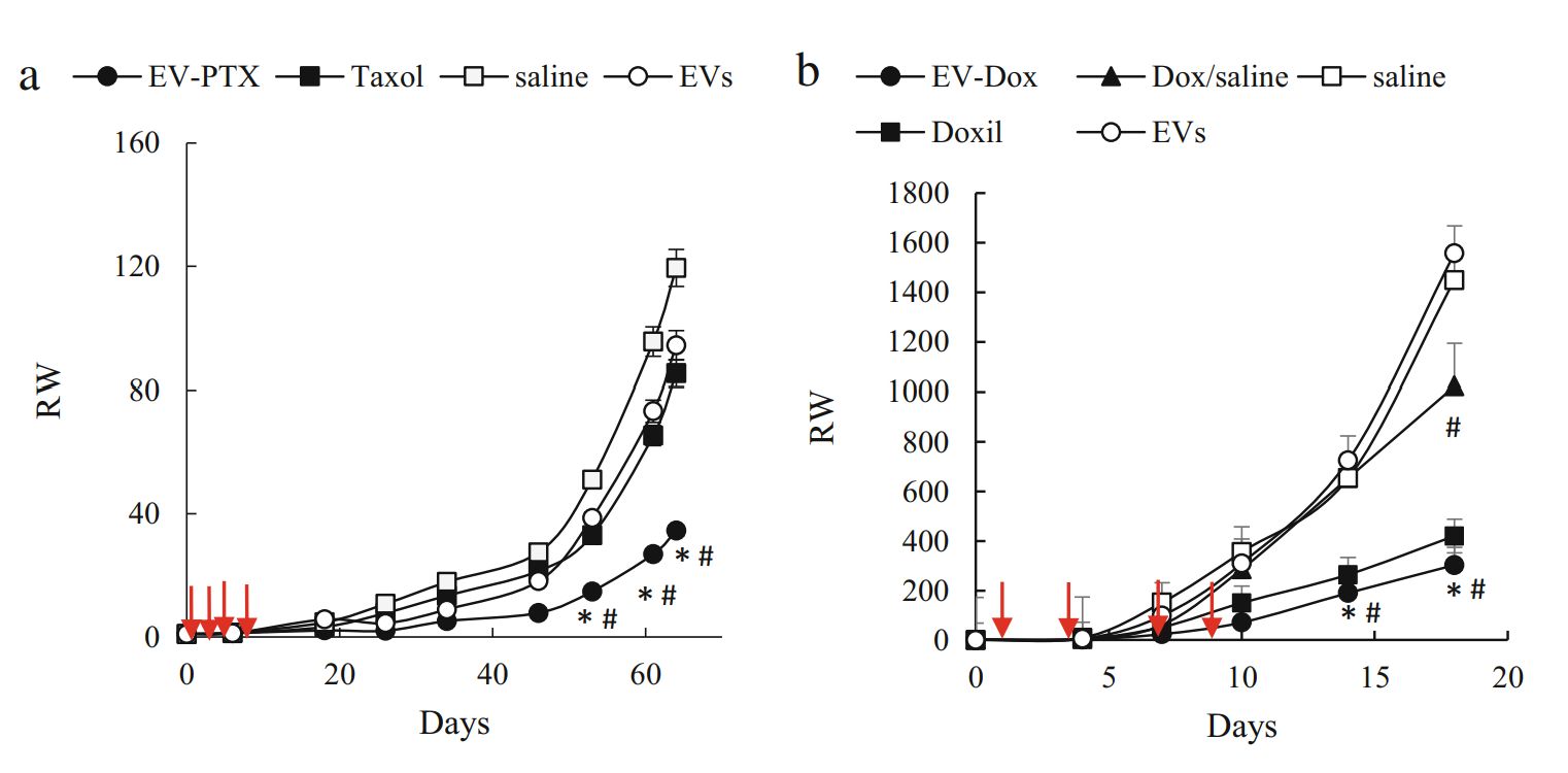 Figure 3. EV-based PTX and Dox inhibit orthotopic TNBC tumor growth.
