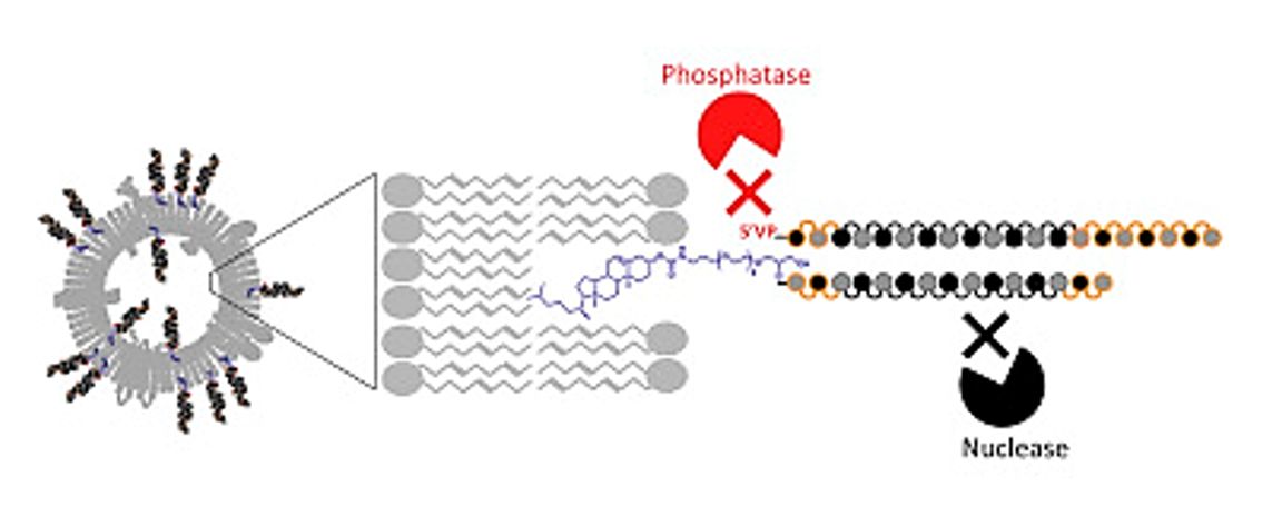 Figure 4. Cholesterol-siRNA enhances exosome payloads.
