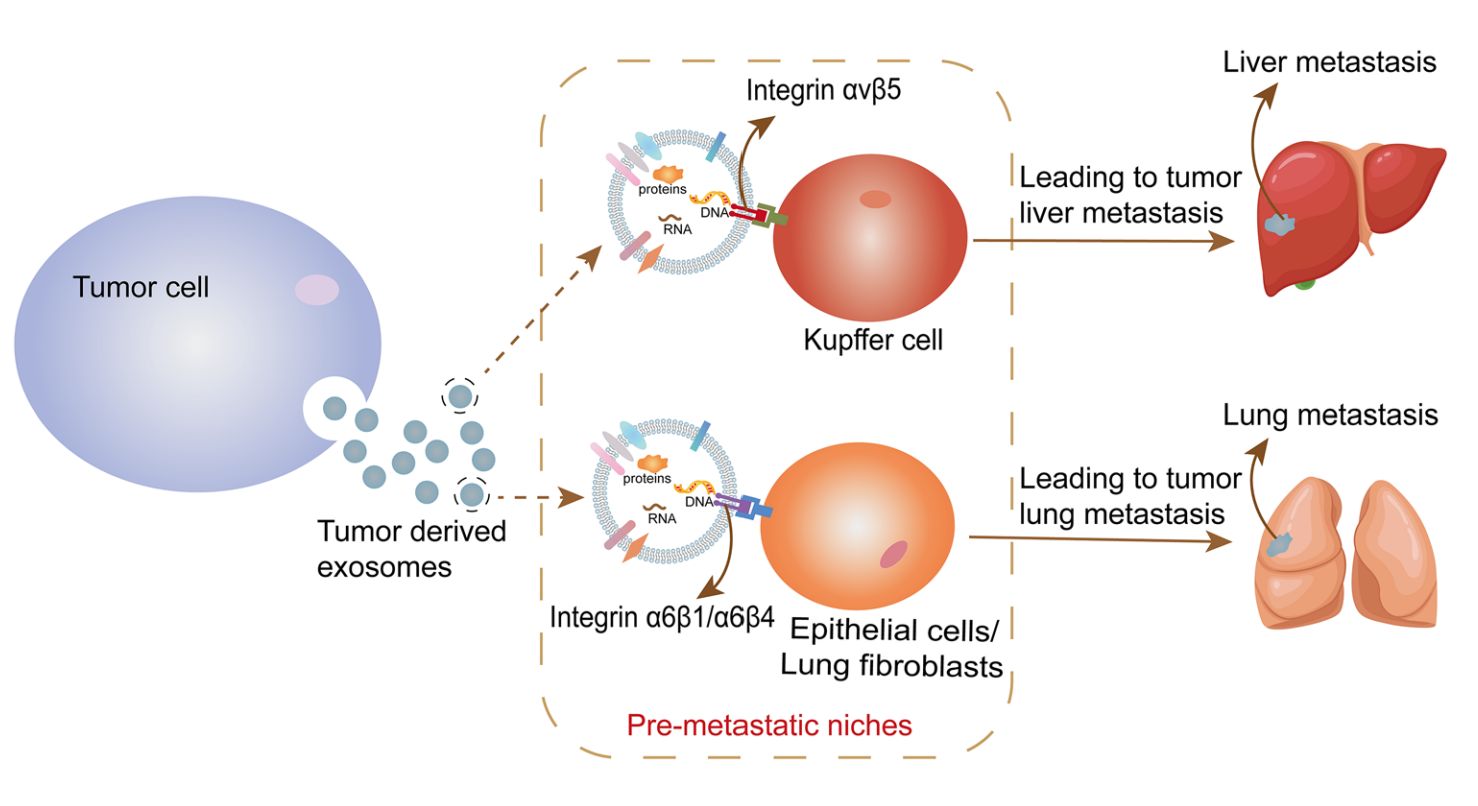Figure 1. Targeted delivery of engineered exosomes.