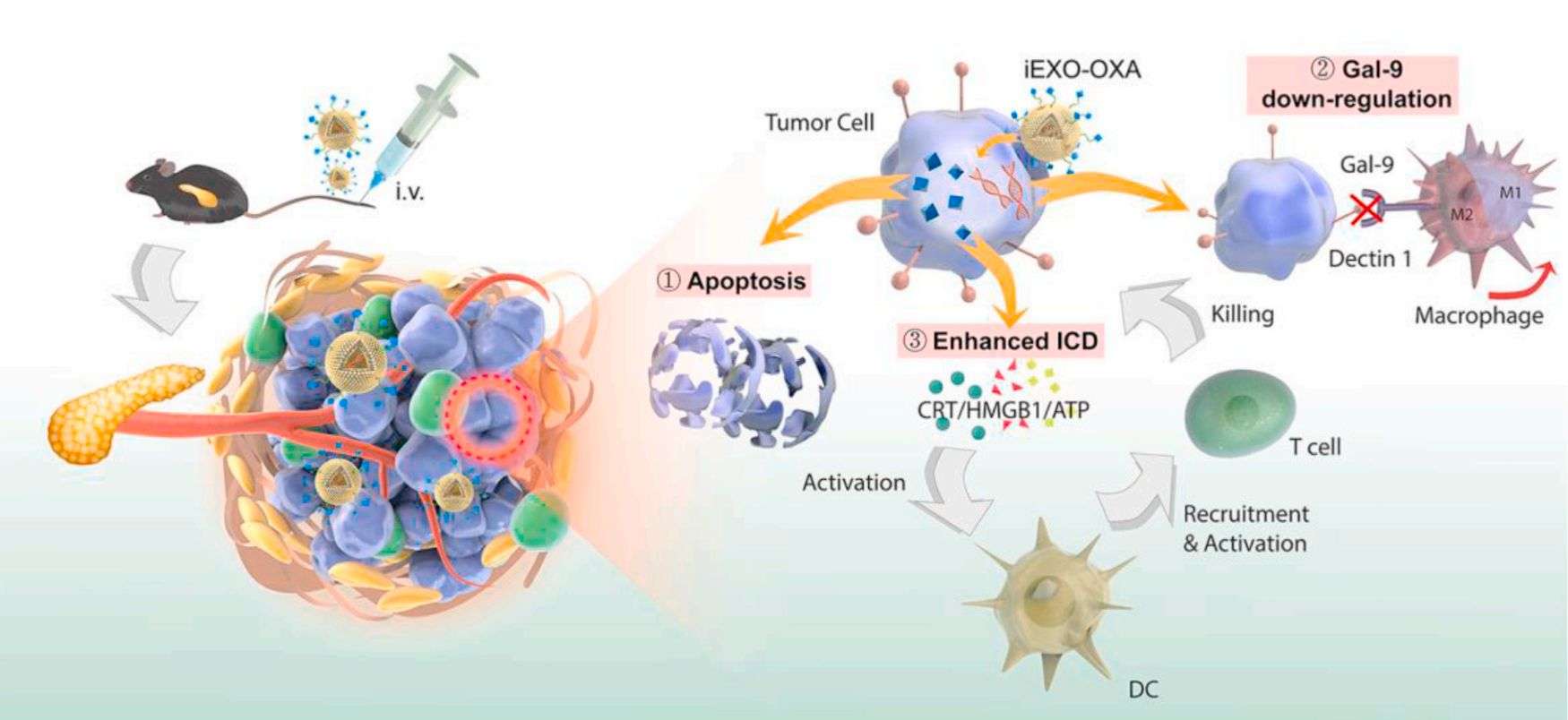 Figure 4. Targeted exosomes for pancreatic cancer.
