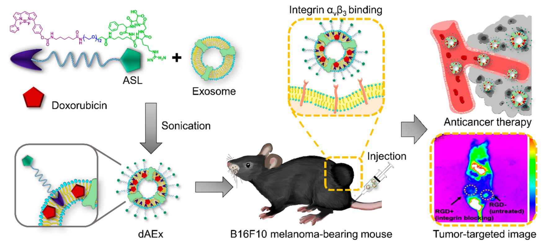 Figure 2. ASL-functionalized exosomes for cancer therapy.