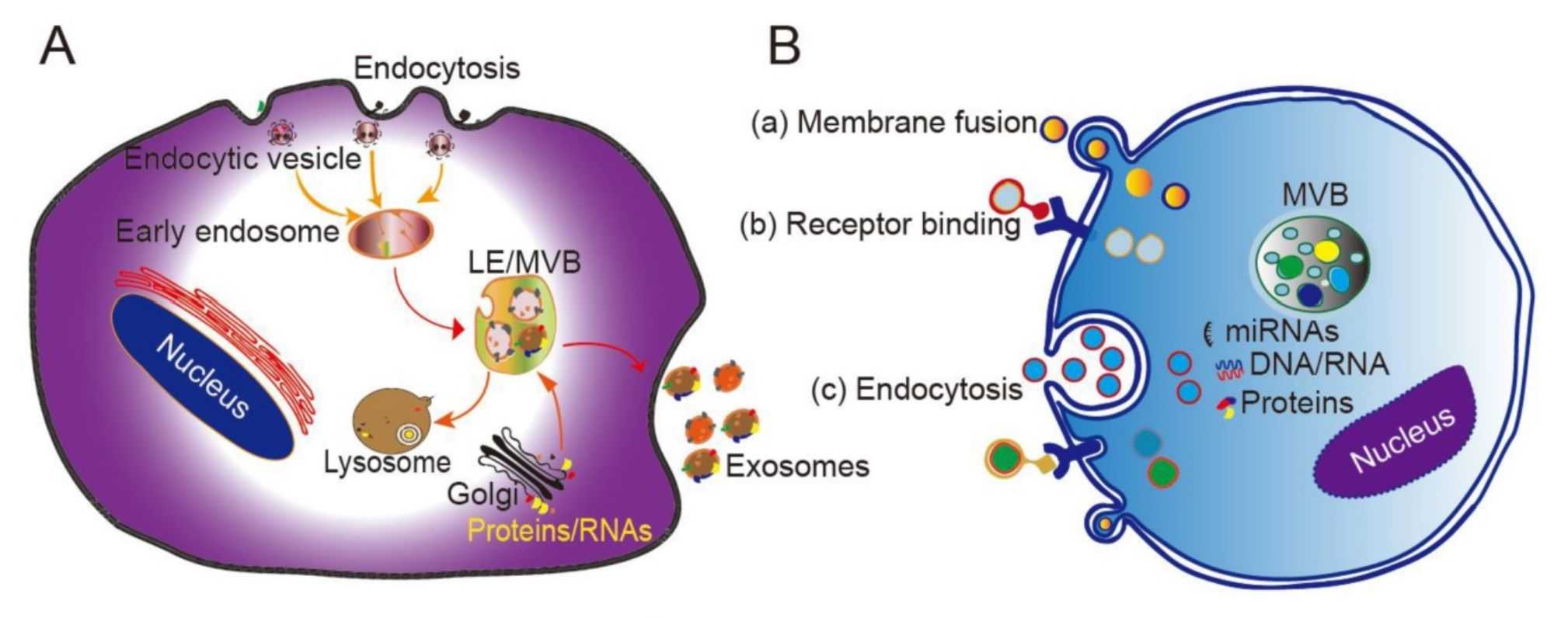 Figure 1. Overview of exosome biogenesis.