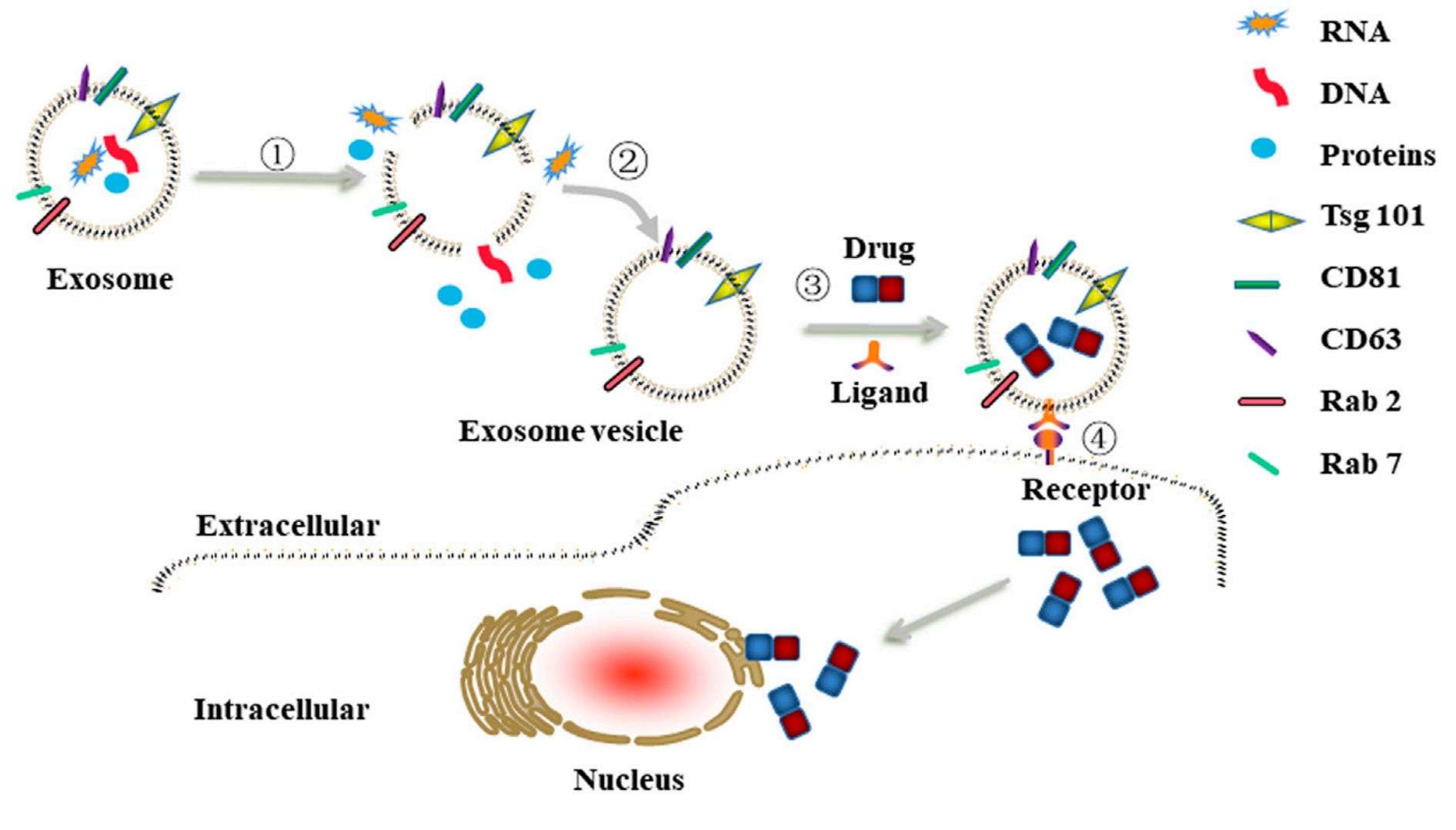 Figure 2. Engineered exosomes as drug carriers.
