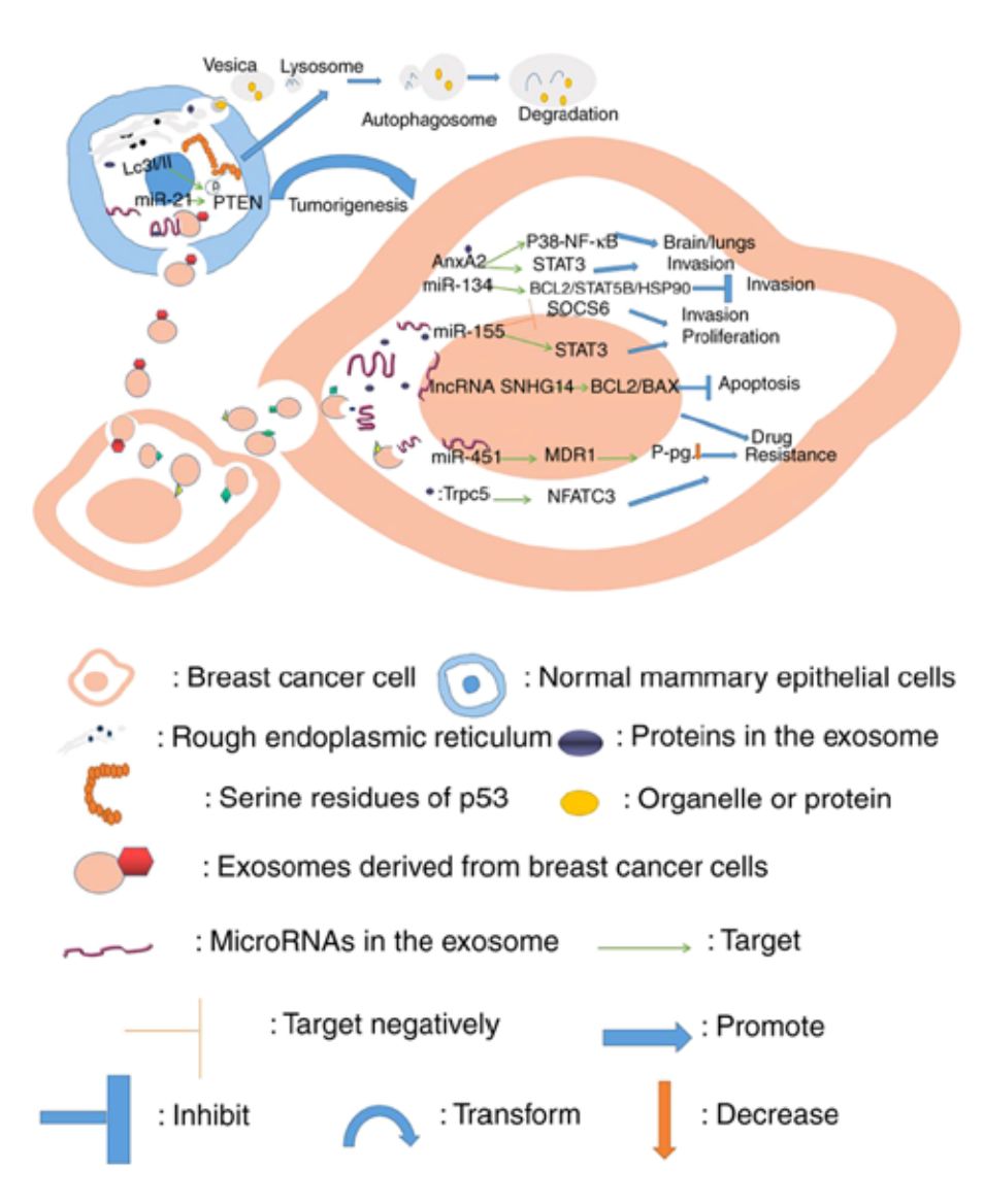 Figure 2. Roles of exosomes in breast cells.