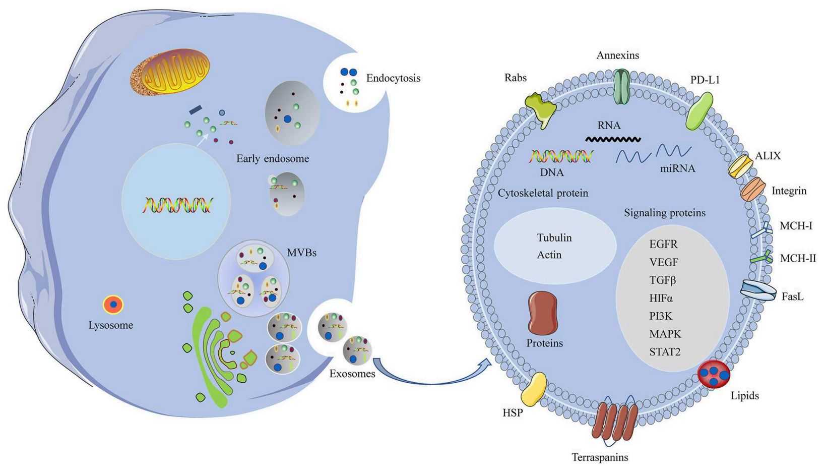 Figure 1. Biogenesis and components of the HNC exosomes.
