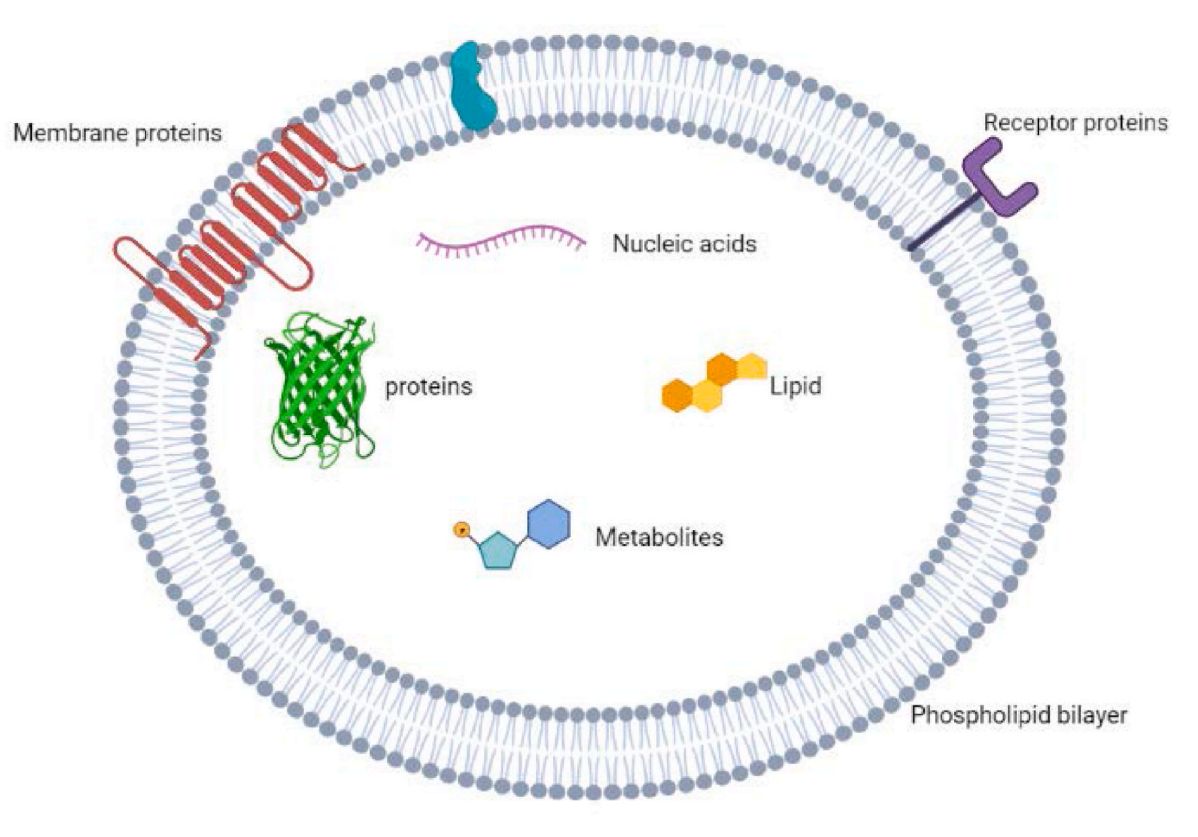 Figure 1. Structure and contents of exosomes.