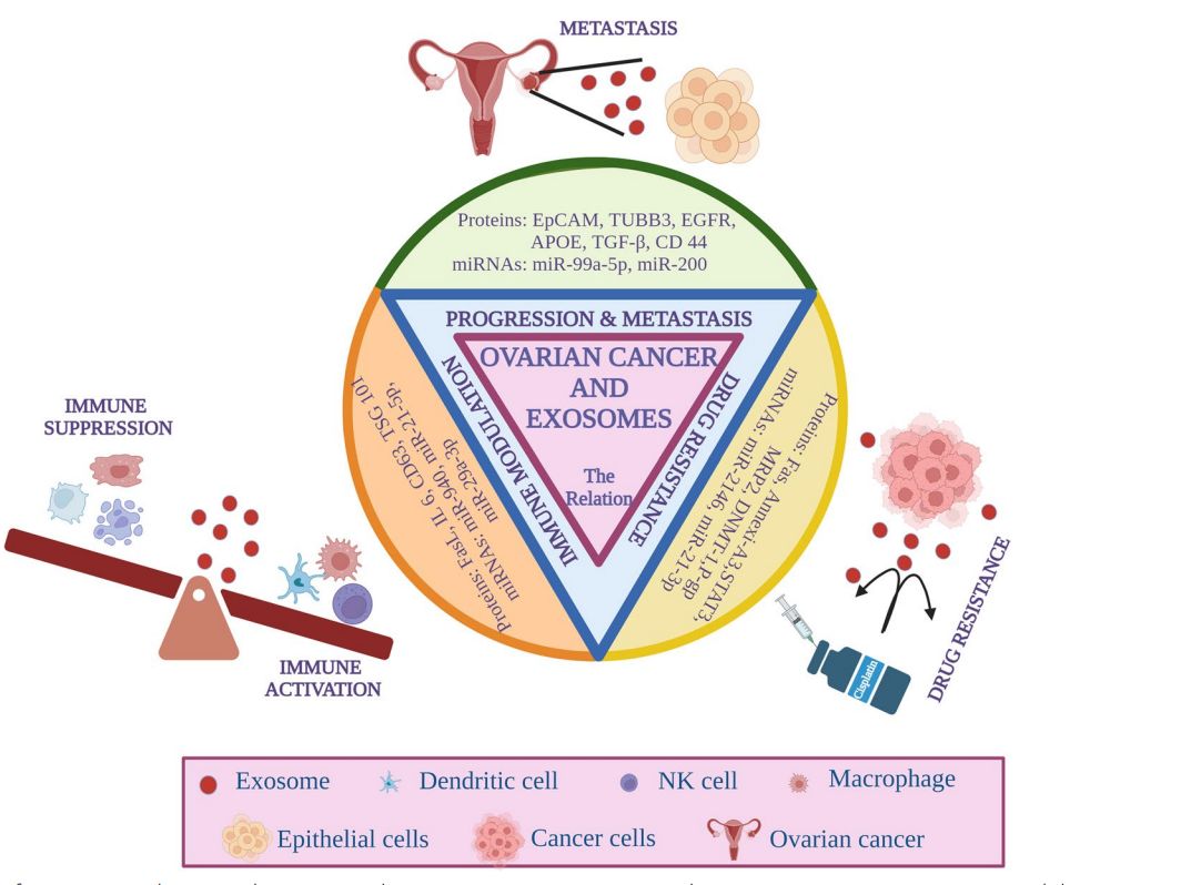 Figure 1. Relationship between exosomes and OvCa.