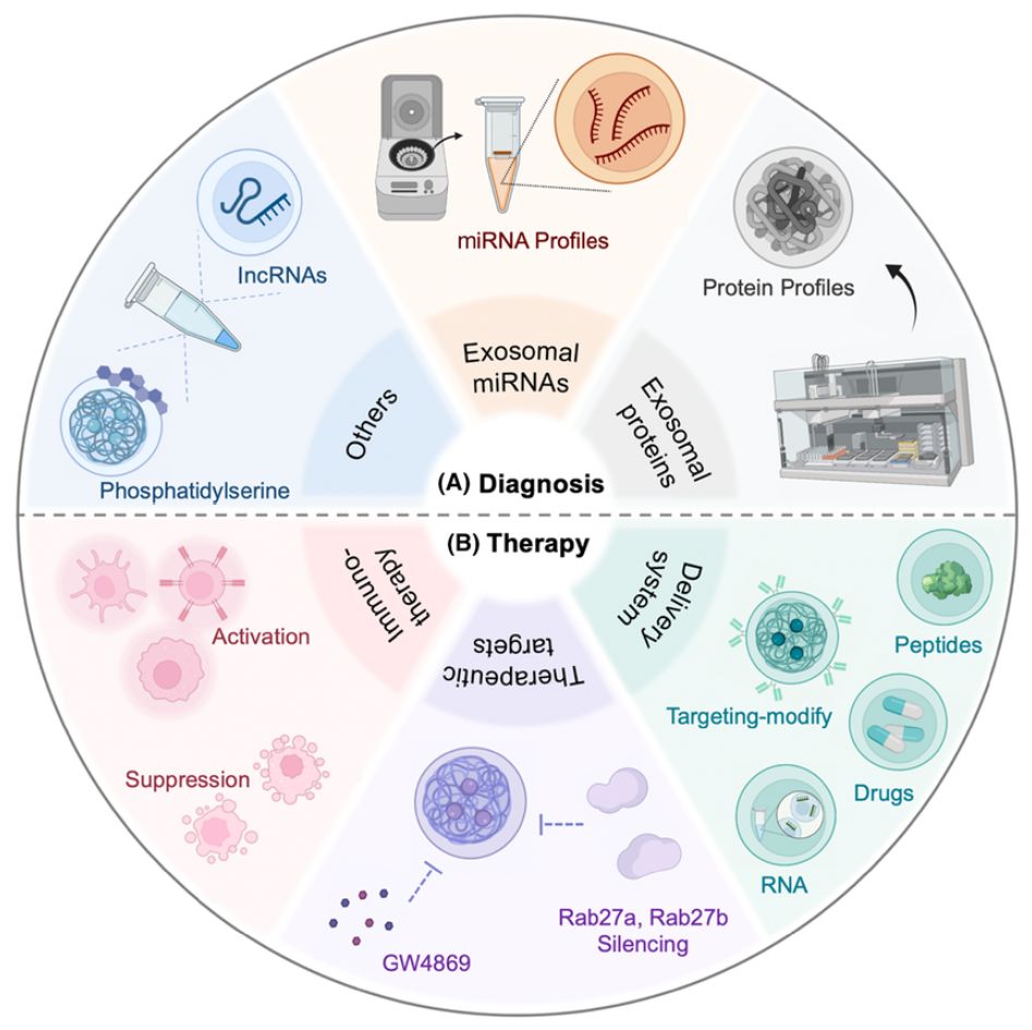 Figure 2. Exosomes for diagnosis and treatment of OvCa.