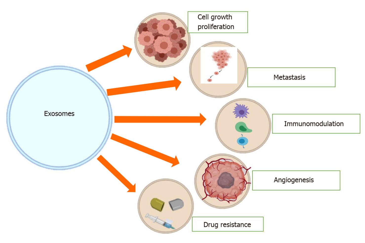 Figure 1. Roles of tumor cell-derived exosomes.